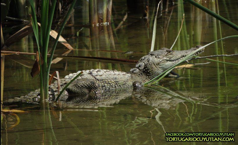 Estanques de tortugas 2