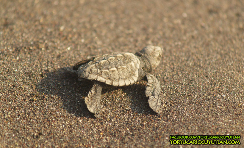 Tortuguita