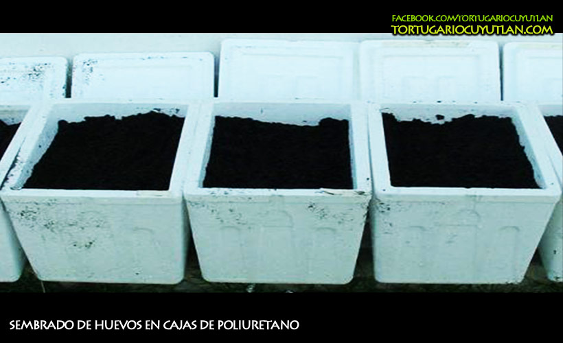 Siembra de huevos en cajas