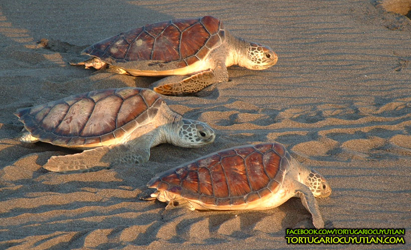 Tortuga en la playa
