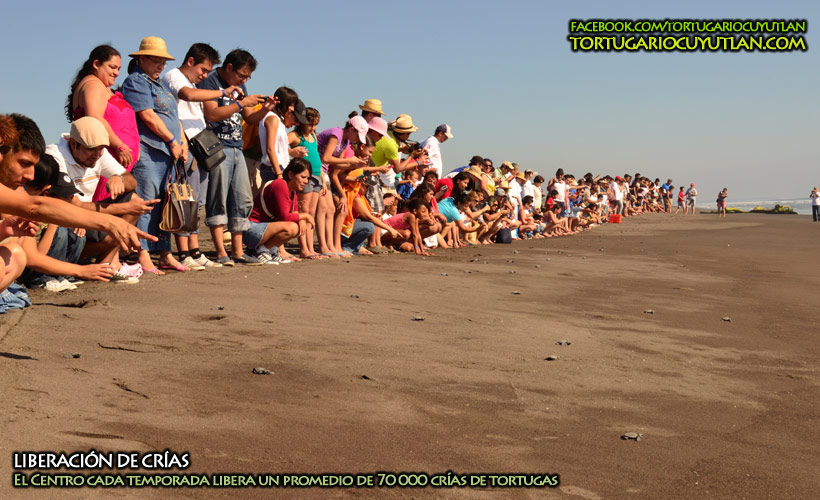 Liberación de tortugas